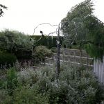 2013-06-23 11:44
Tree in the CHSW "Narnia" garden