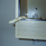 Squeak